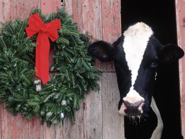 christmas cow and stock p os 497876 - Square Cow Moovers