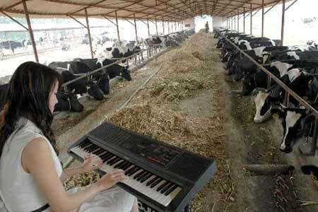 cow-music