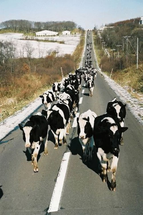 cows-road