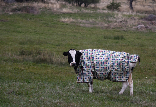 "A blanket to keep your student warm" Image Credit: for-the-pits.blogspot.com