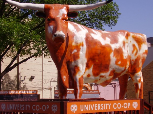 UT Cow