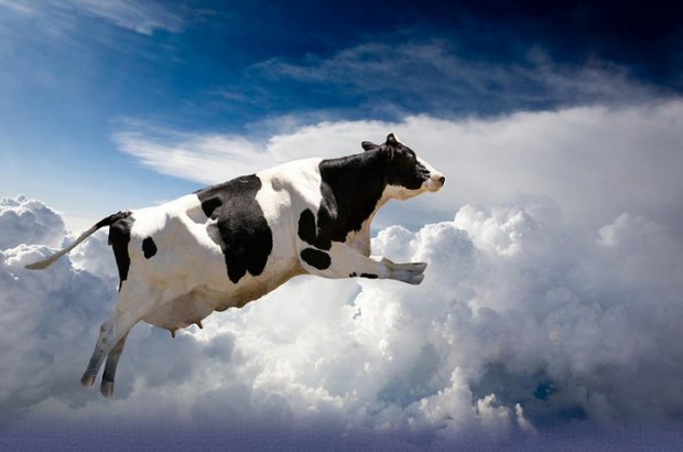 Why Do We Say 'Holy Cow'?