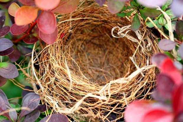 nest