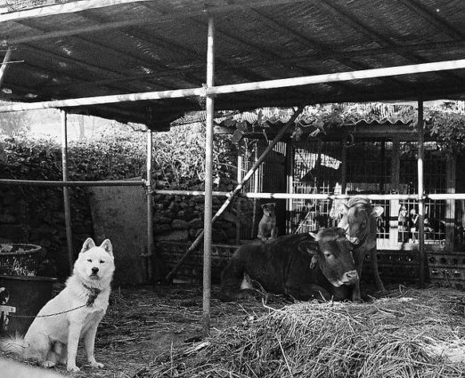 Cows and Dogs Historic Image - Square Cow Moovers