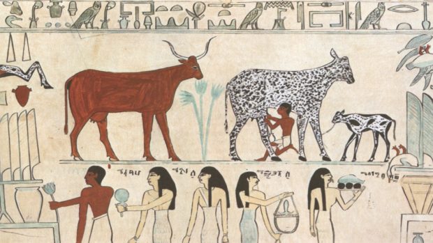 Egyptian Domesticated Animals - Square Cow Moovers