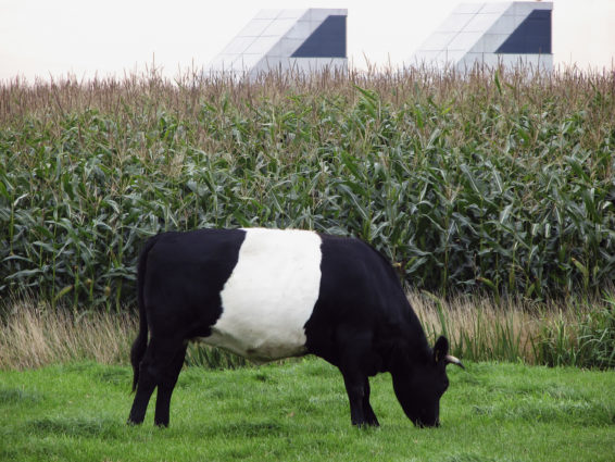 Oreo Cow eating Corn - Square Cow Moovers