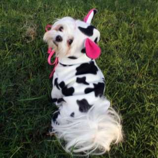 White Maltese with Cow Outfit - Square Cow Moovers