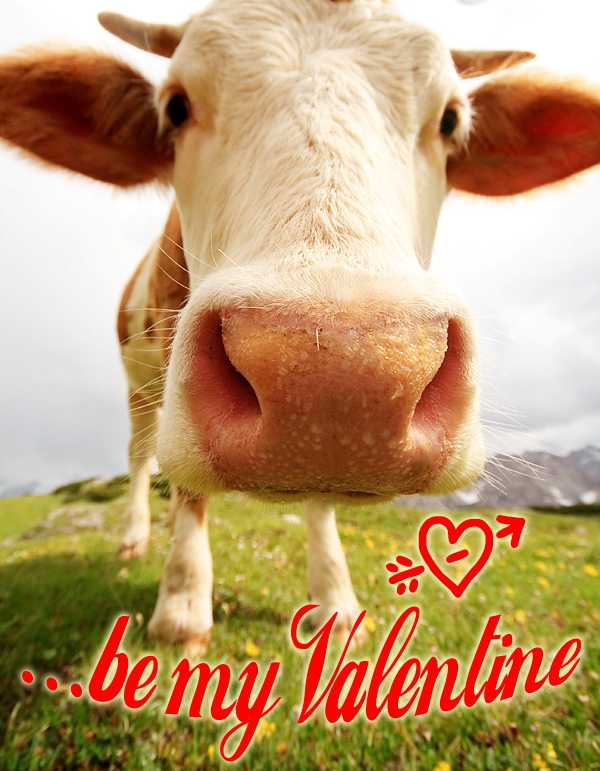 valentine_cow