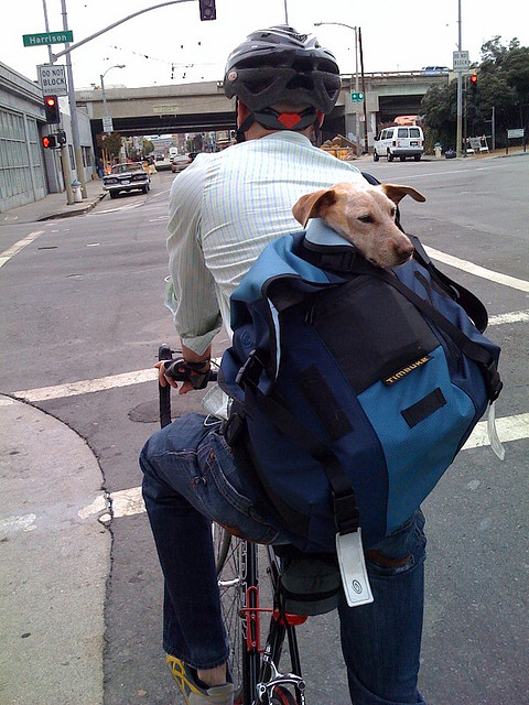 Dog to Work