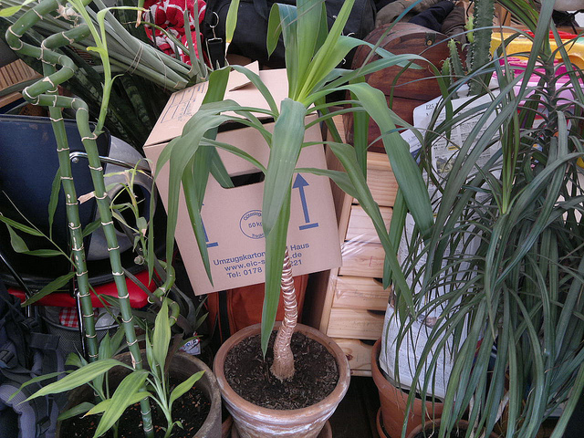 Moving Plants What Can and Can't Cross State Lines