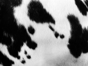 Cow spots