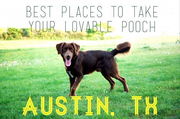 Dog Friendly Austin