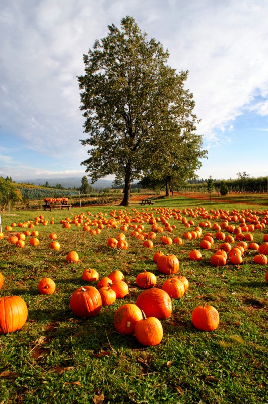 Pumpkins