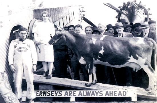 Today in history - Page 24 Elm-farm-ollie-first-flying-cow