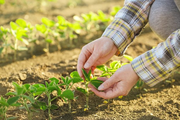 Starting a Garden at Your New Home - Square Cow Moovers