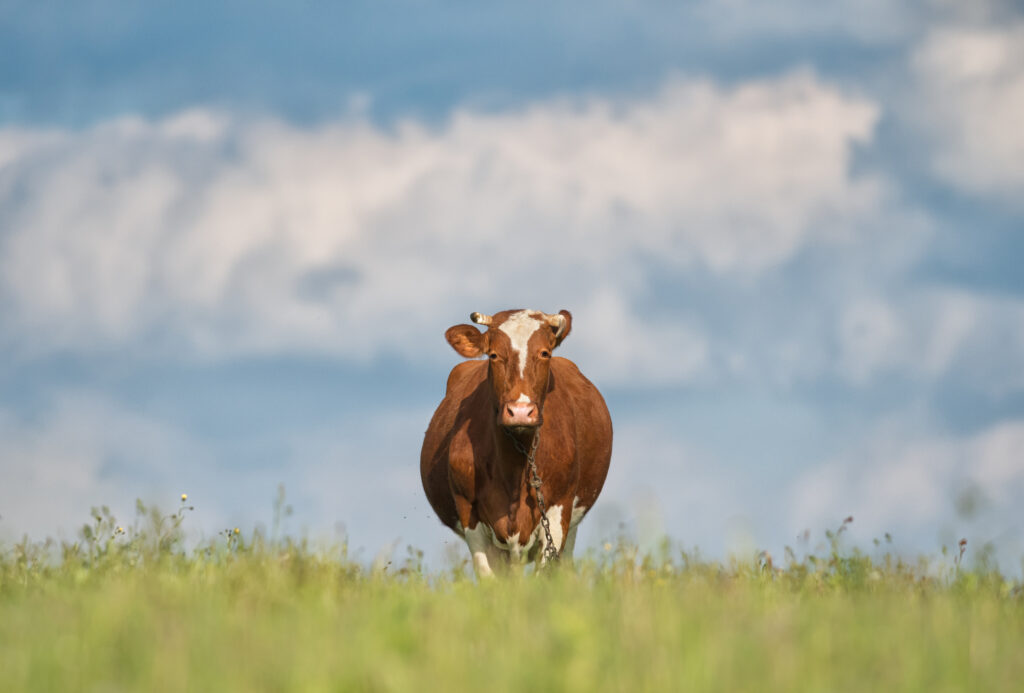 one cow grazing PUBUKJZ - Square Cow Moovers